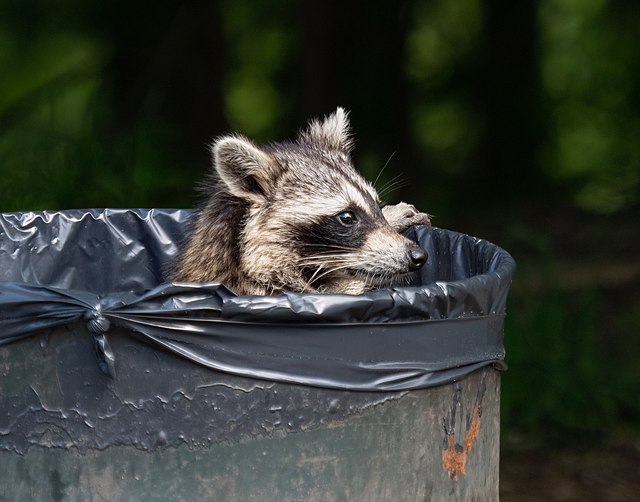 Raccoon in trash can